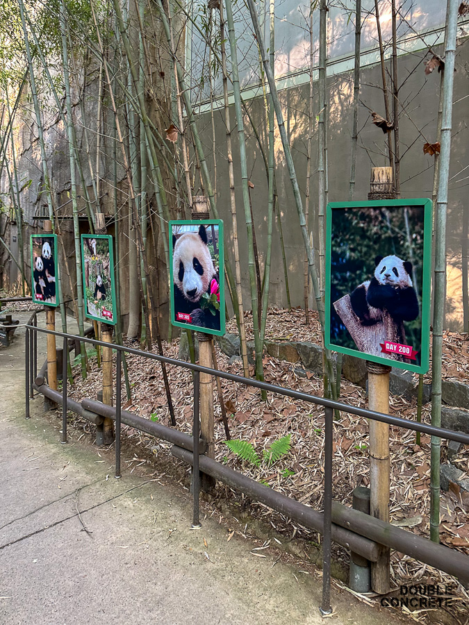대나무 숲 옆으로 루이바오와 후이바오의 성장기를 담은 포스터 4장이 나란히 전시되어 있다.