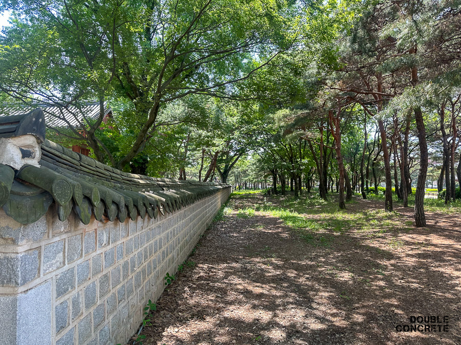 전주 경기전 돌담 옆으로 펼쳐진 소나무와 숲길