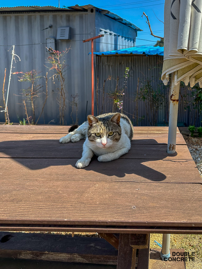 야외 테이블 위에 누워 있는 고양이 한 마리