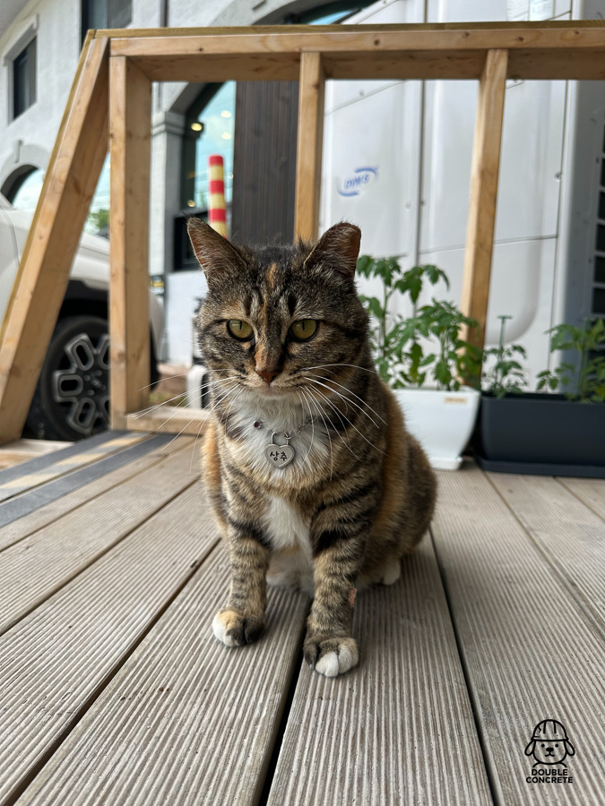 북한산 우렁쌈밥 식당 앞 마스코트 고양이
